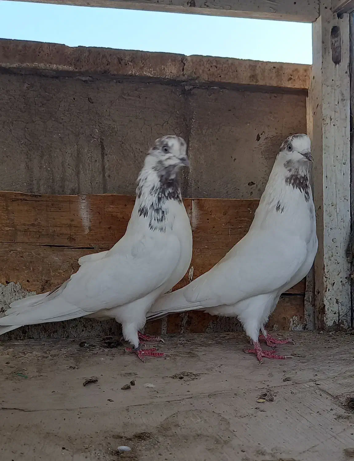 کفتر  دوتا ماده|پرنده|ری, ولی آباد|دیوار