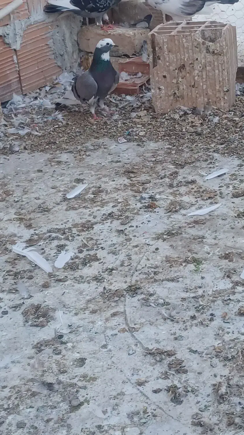 کبوتر‌پرشی‌‌برای‌فروش|پرنده|گرگان, |دیوار