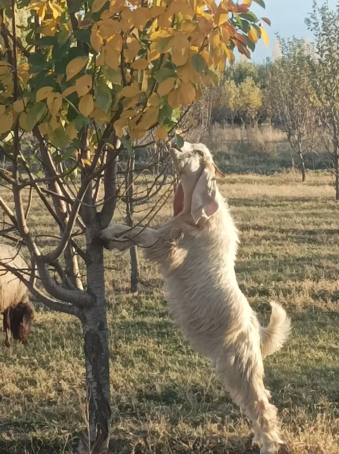 بزغاله نر|حیوانات مزرعه|سیلوانه, |دیوار