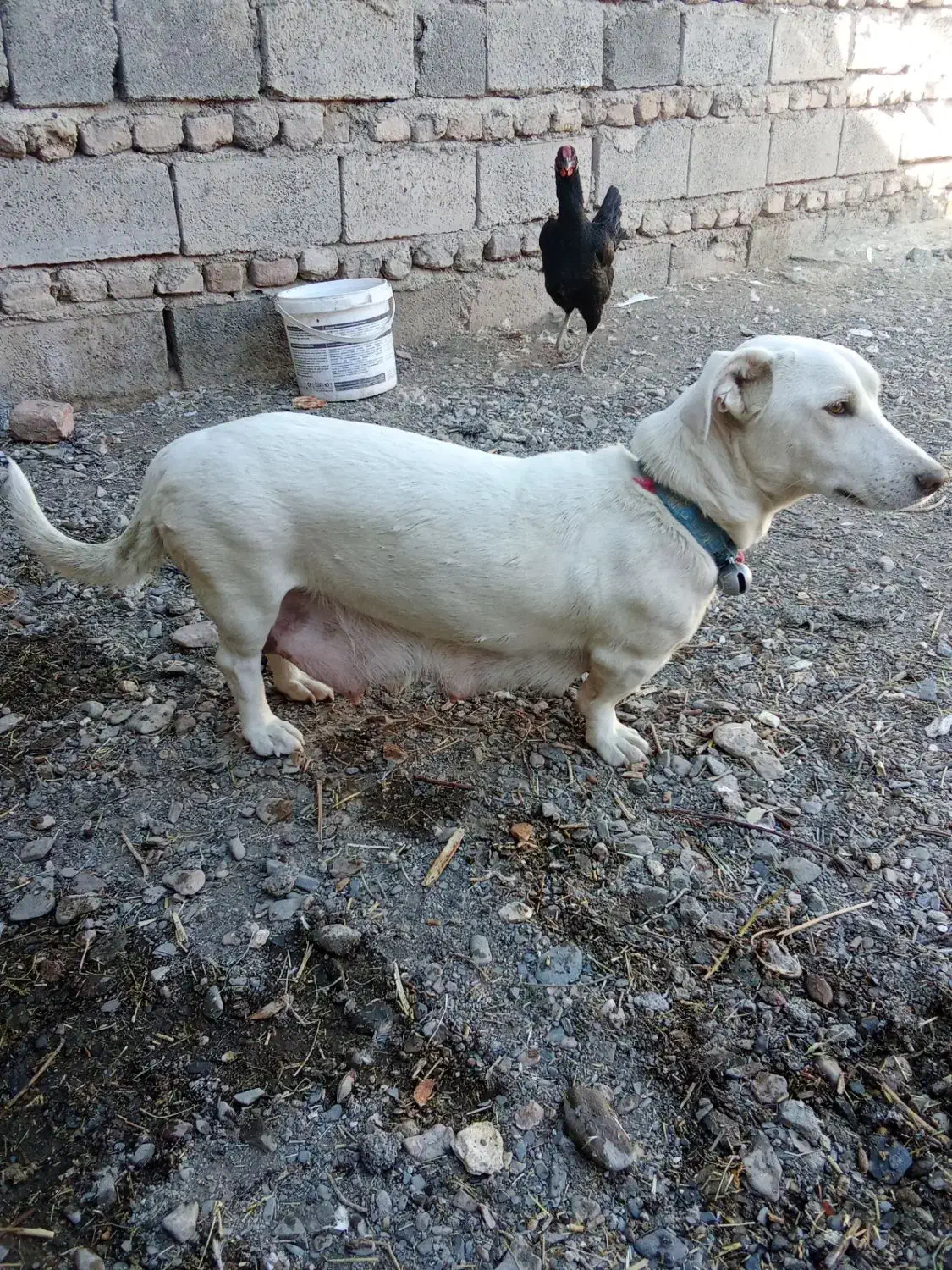 واگذاری پاکوتاه دهن پاک نگهبان|سگ|نیشابور, مازول|دیوار