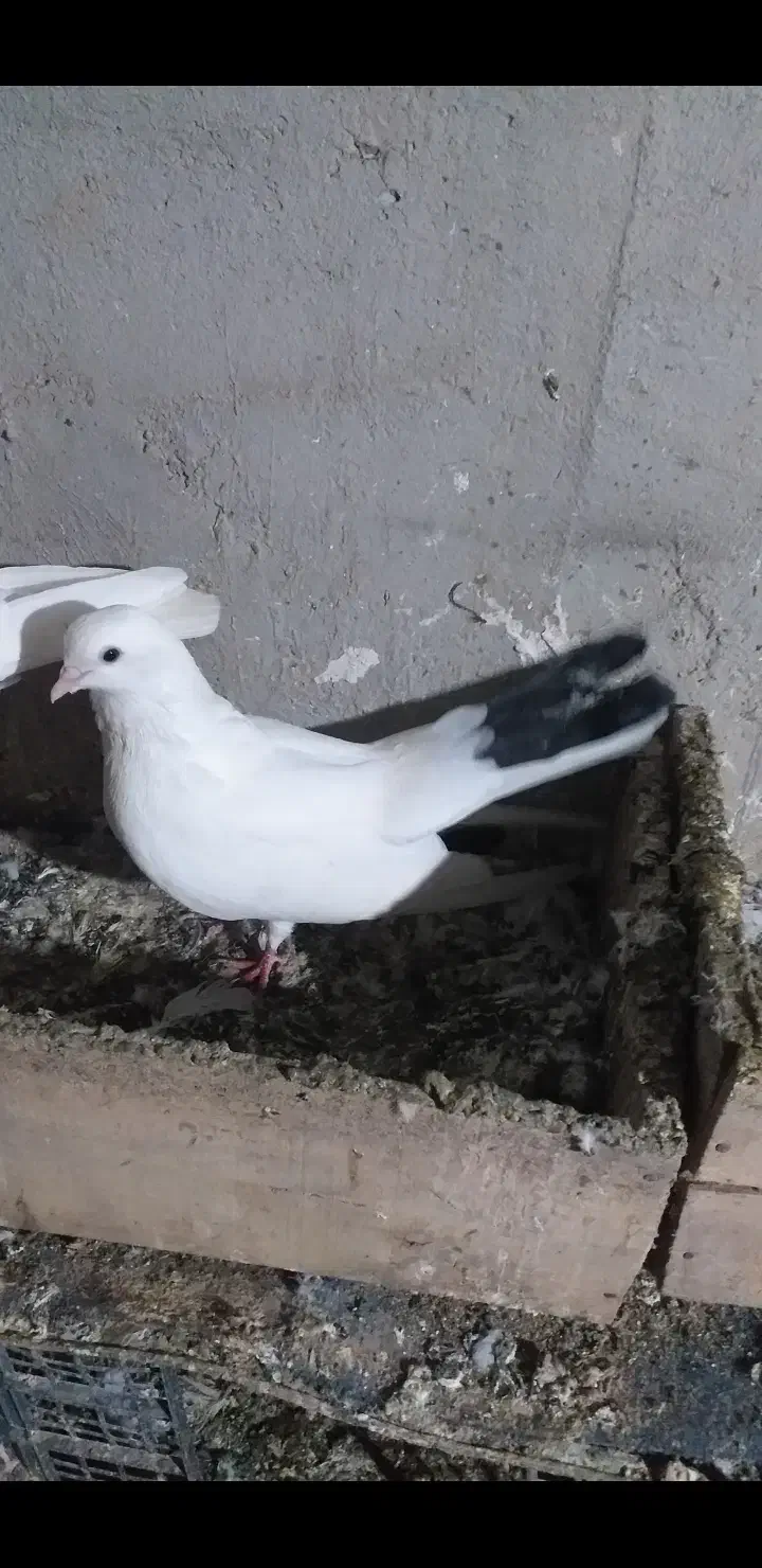 نژاد قدیم|پرنده|پارسآباد, |دیوار