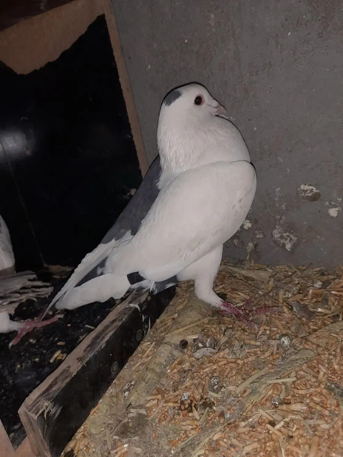 جفت خال چپ و پشت خال|پرنده|فردوس (خراسان), |دیوار