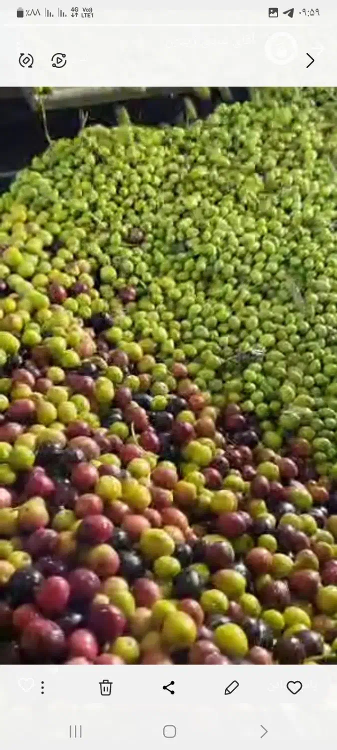 روغن زیتون فرابکر|خوردنی و آشامیدنی|گنبد کاووس, |دیوار