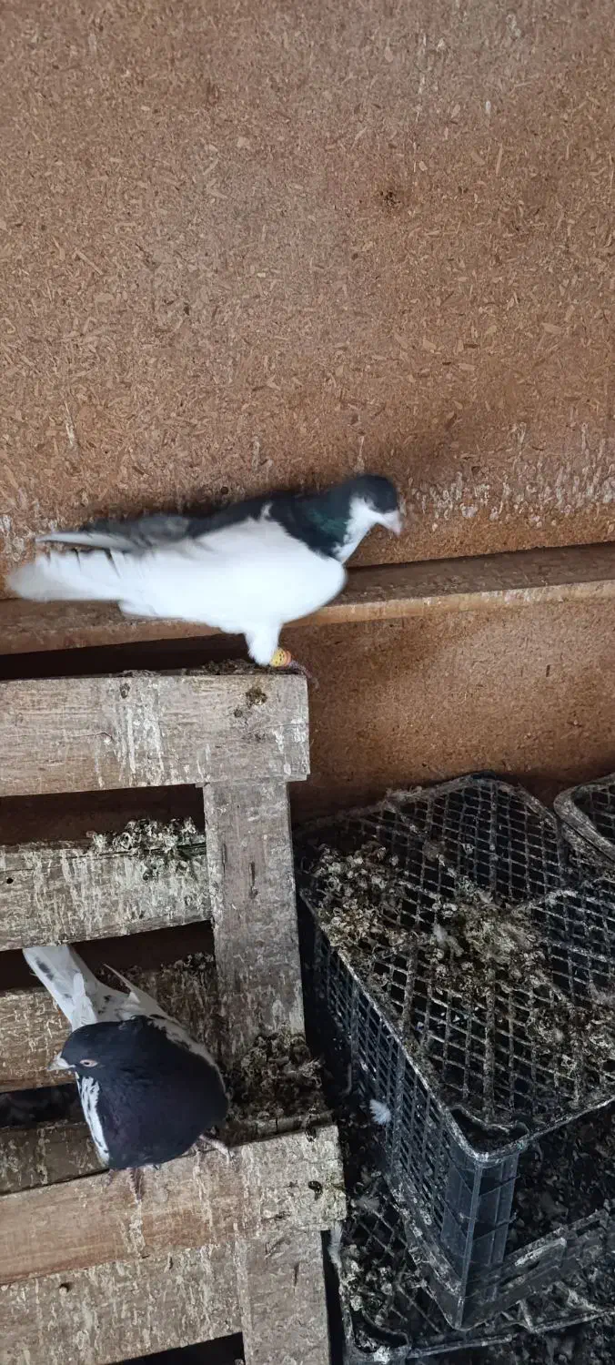 پرنده کبوتر|پرنده|تاکستان, |دیوار