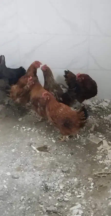 مرغ بومی|حیوانات مزرعه|دلیجان, |دیوار