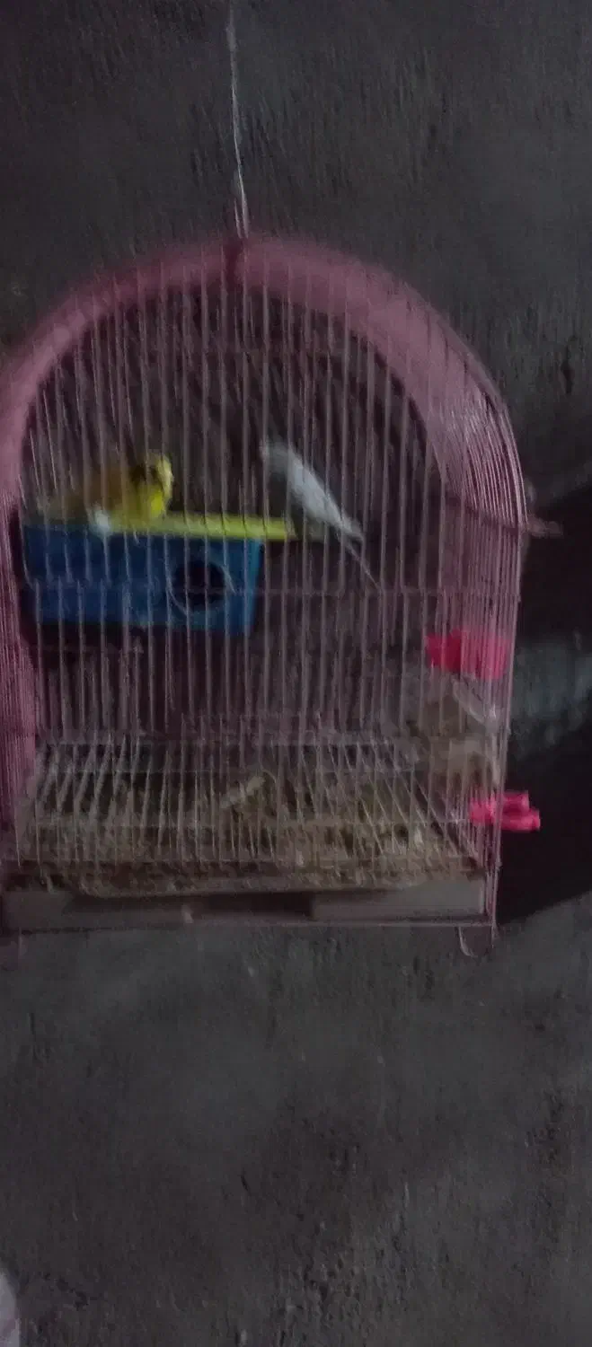 معاوضه نیستم ،(فروشی)|پرنده|قره ضیاالدین, |دیوار