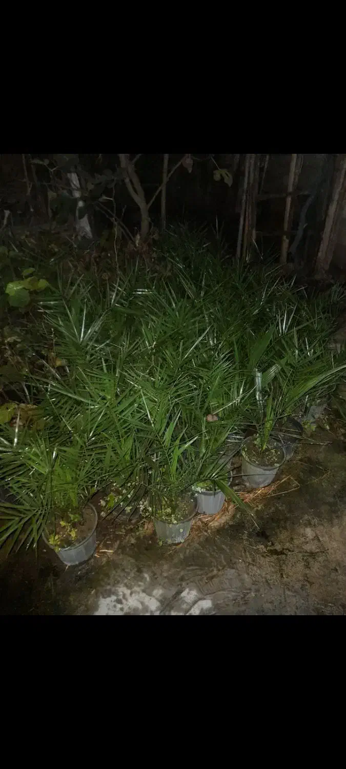 فروش فونیکس سطل ۴|گل و گیاه طبیعی|واجارگاه, |دیوار