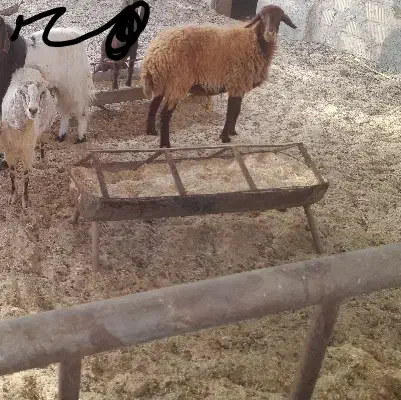 فروشی یک میش آبستن سه ماه و یک بز آبستن دوماه|حیوانات مزرعه|طبس, |دیوار