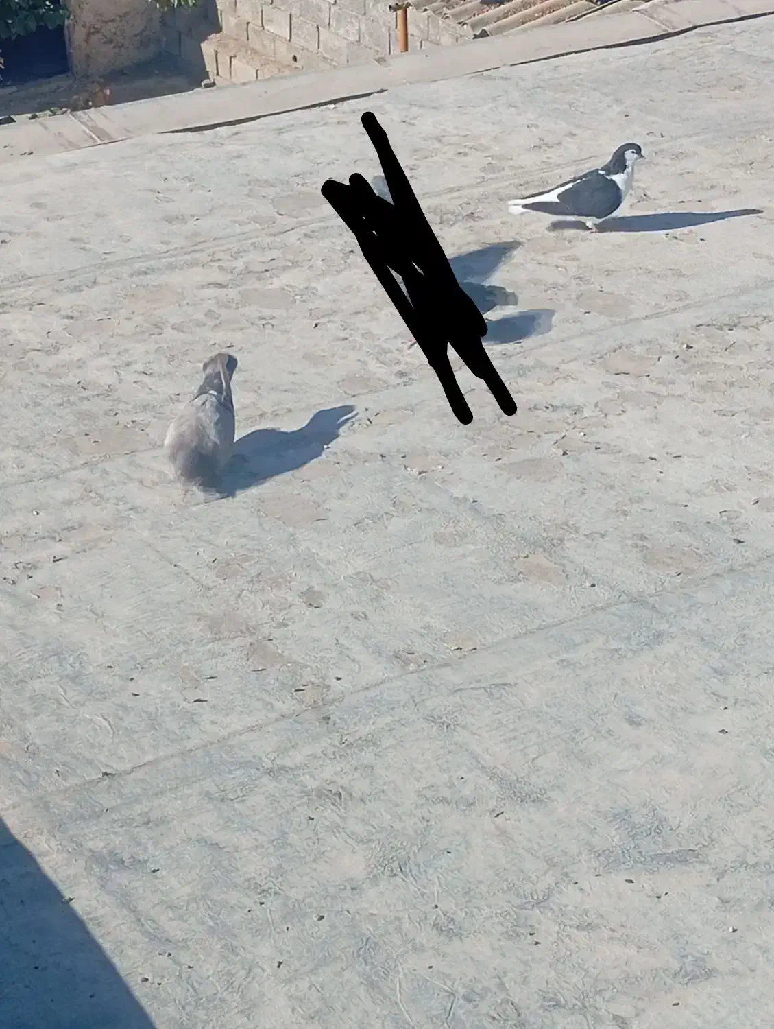 کفتر|پرنده|شیروان (خراسان), |دیوار