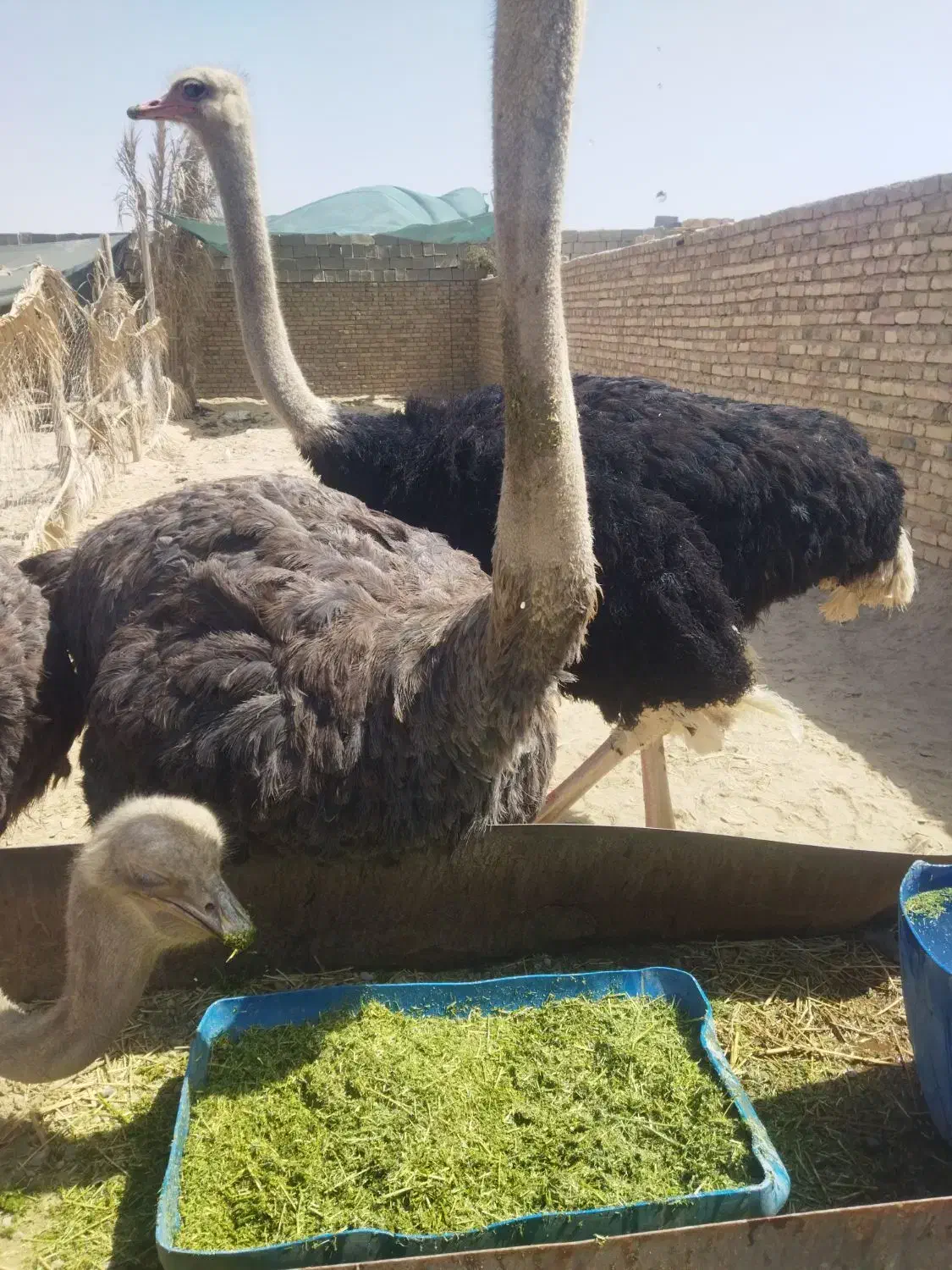 شترمرغ مولد|حیوانات مزرعه|سراوان, |دیوار