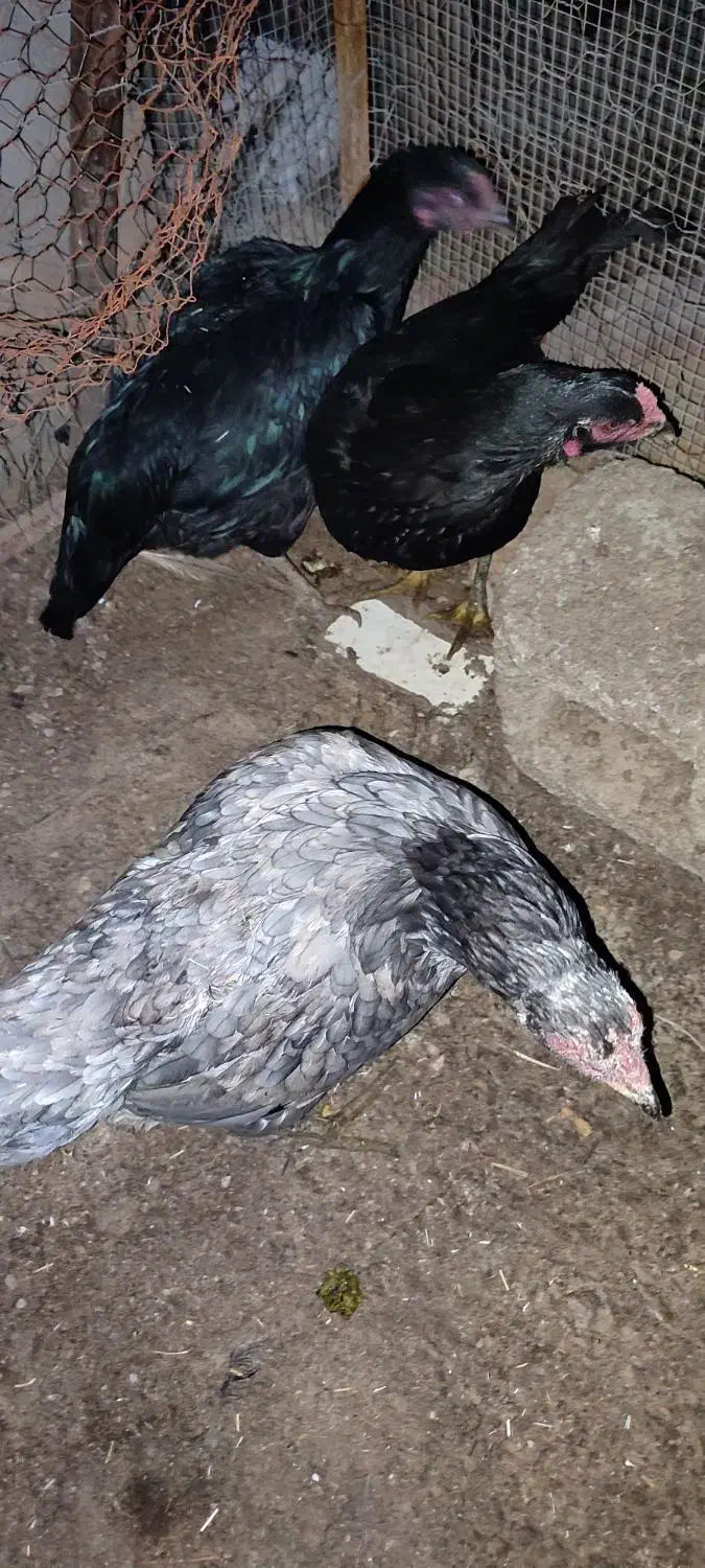 لاری تخم|حیوانات مزرعه|مشهد, کارگران|دیوار