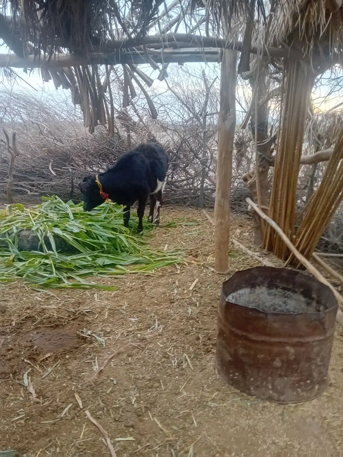 گستر با گوساله ماده جنس درجه یک|حیوانات مزرعه|فاریاب, |دیوار