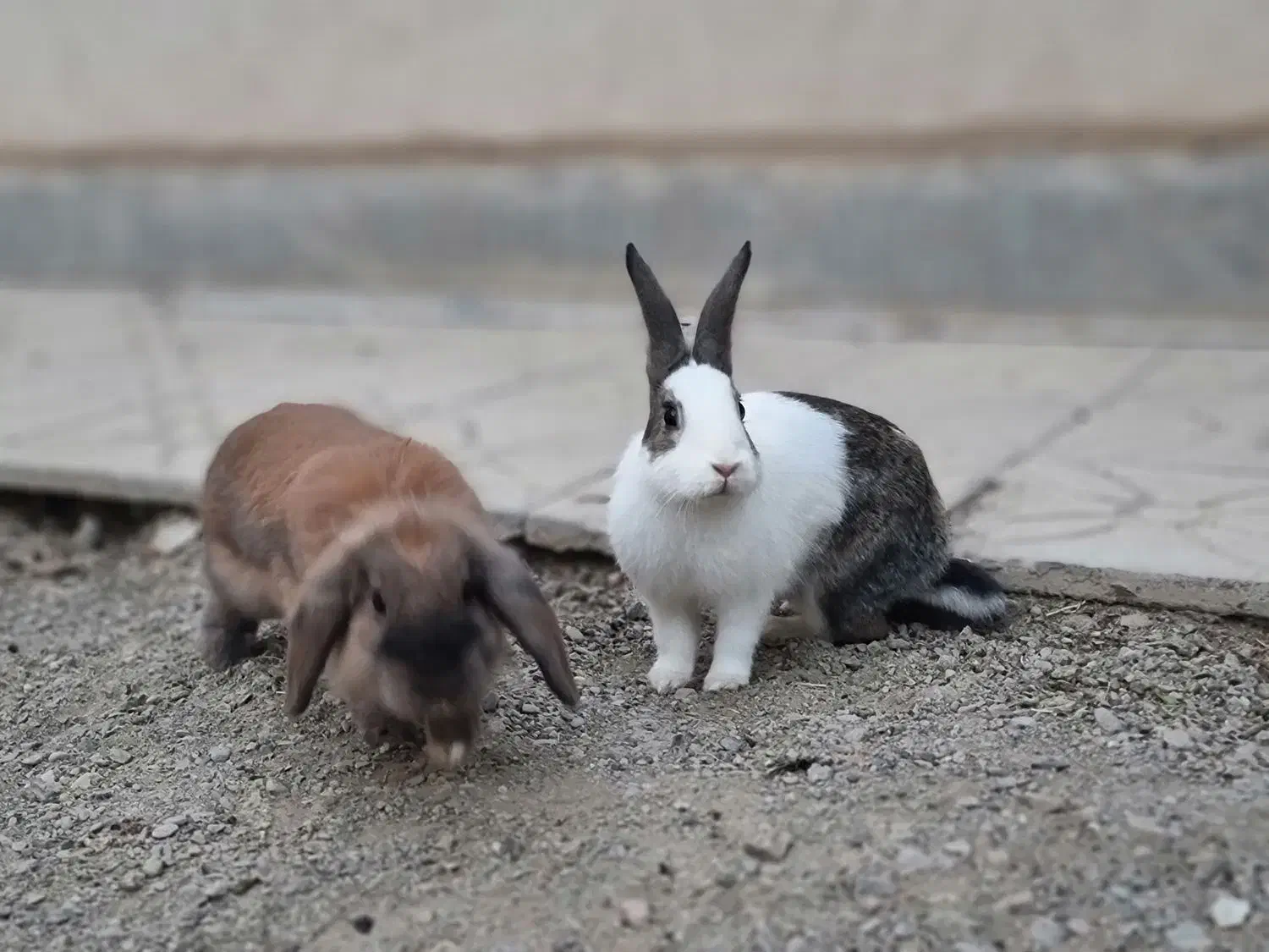 خرگوش|موش و خرگوش|خمین, |دیوار