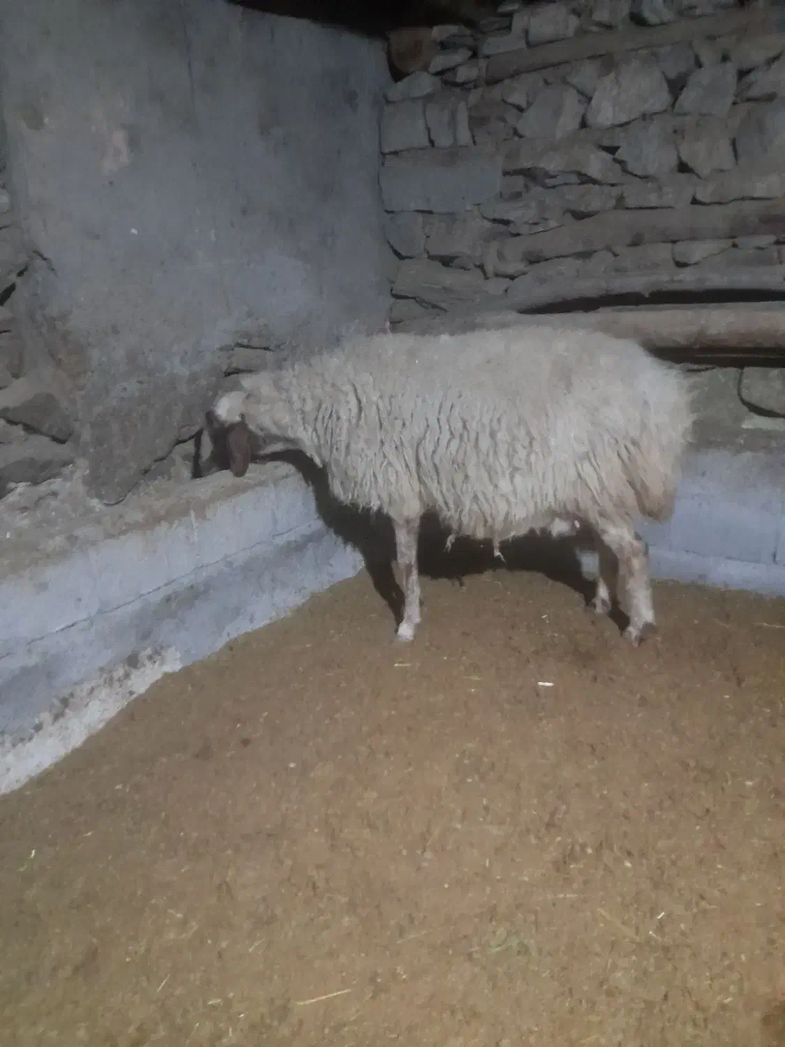 گوسفند داشتی|حیوانات مزرعه|سروآباد, |دیوار