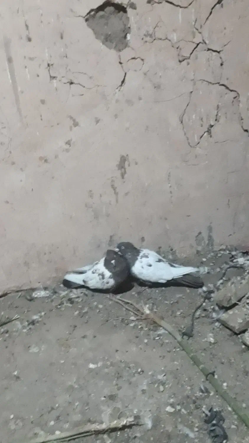 کفتر سینه جفت ب سرت تخم جوجه|پرنده|نوده انقلاب, |دیوار