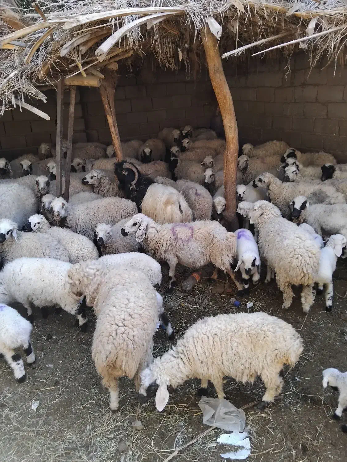 میش بره و میش آبستن|حیوانات مزرعه|نرماشیر, |دیوار