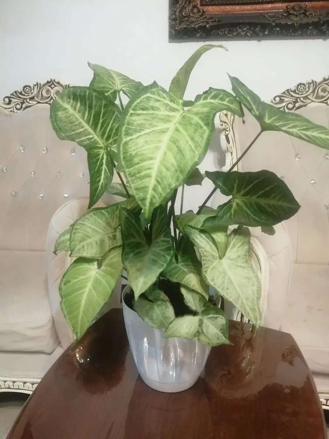 گل سنگینیوم|گل و گیاه طبیعی|اسلام‌شهر, شهرک واوان|دیوار