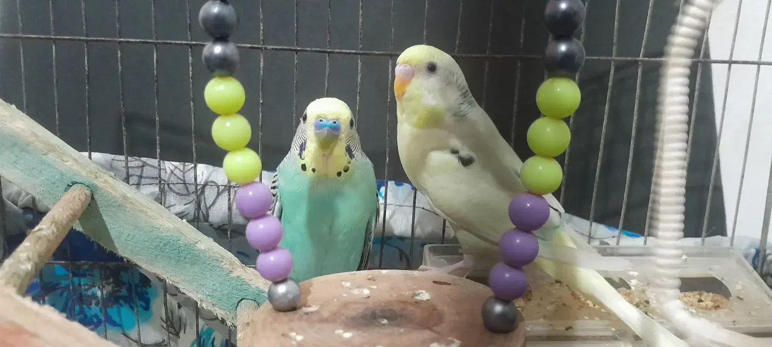 مرغ عشق|پرنده|نوشهر, |دیوار