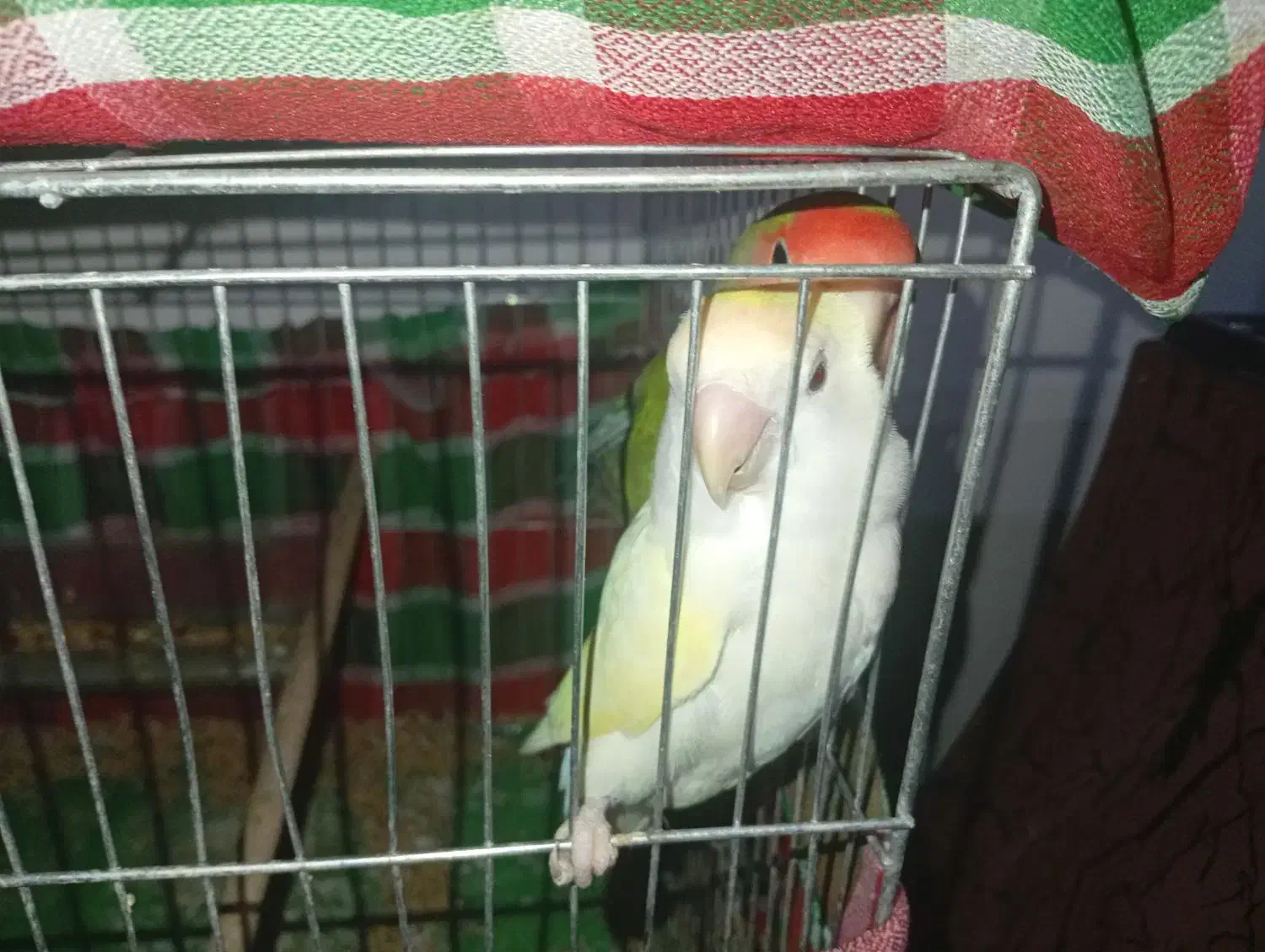 طوطی برزیلی|پرنده|ایذه, |دیوار