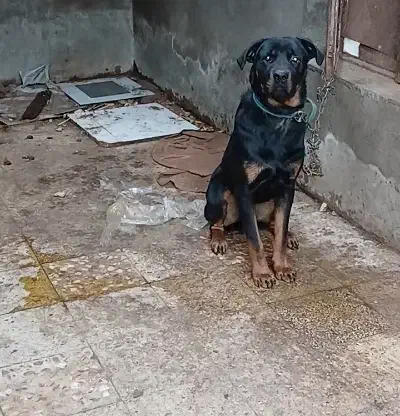 سگ معاوضه با موتور هوندا|سگ|اردبیل, |دیوار