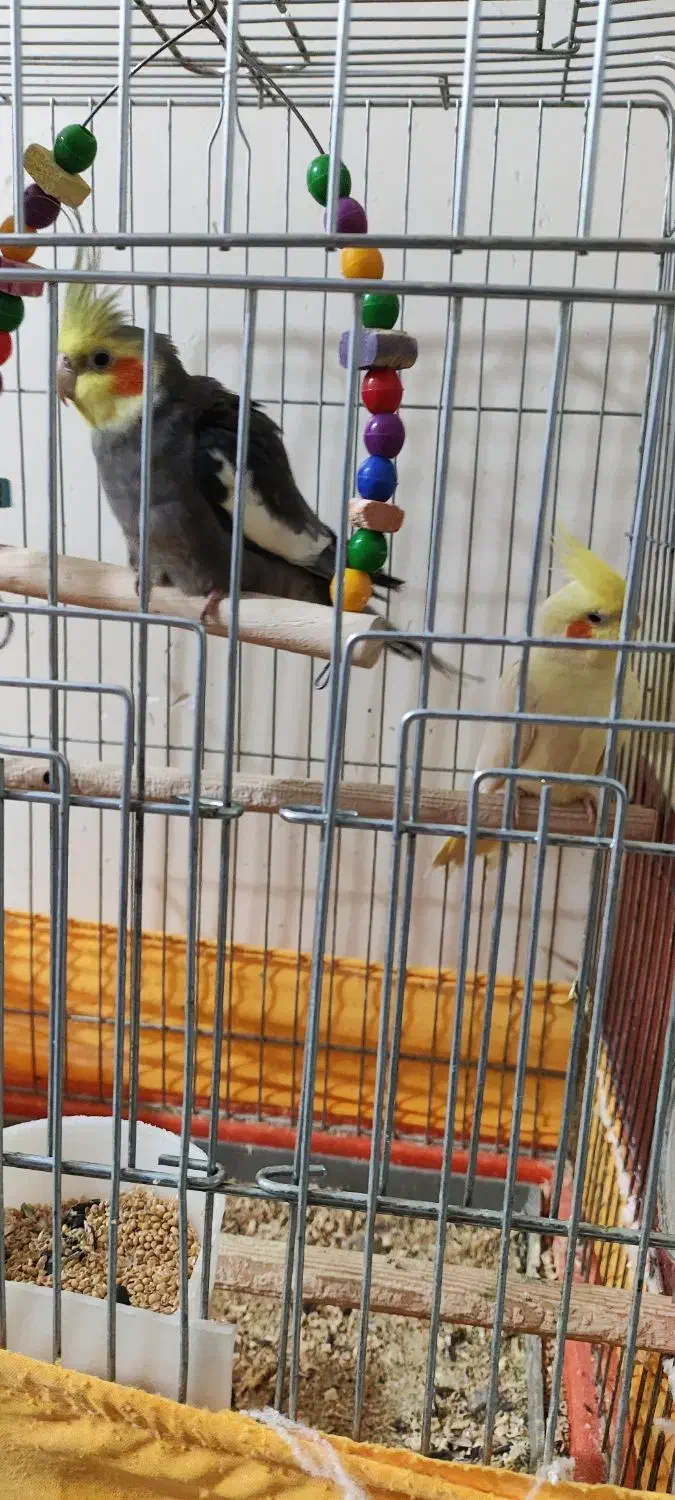 عروس هلندی|پرنده|خرمشهر, |دیوار