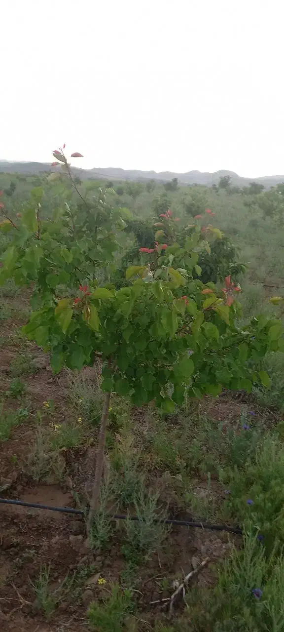 باغ ۵۰۰۰ متری|فروش زمین و ملک کلنگی|فریمان, |دیوار