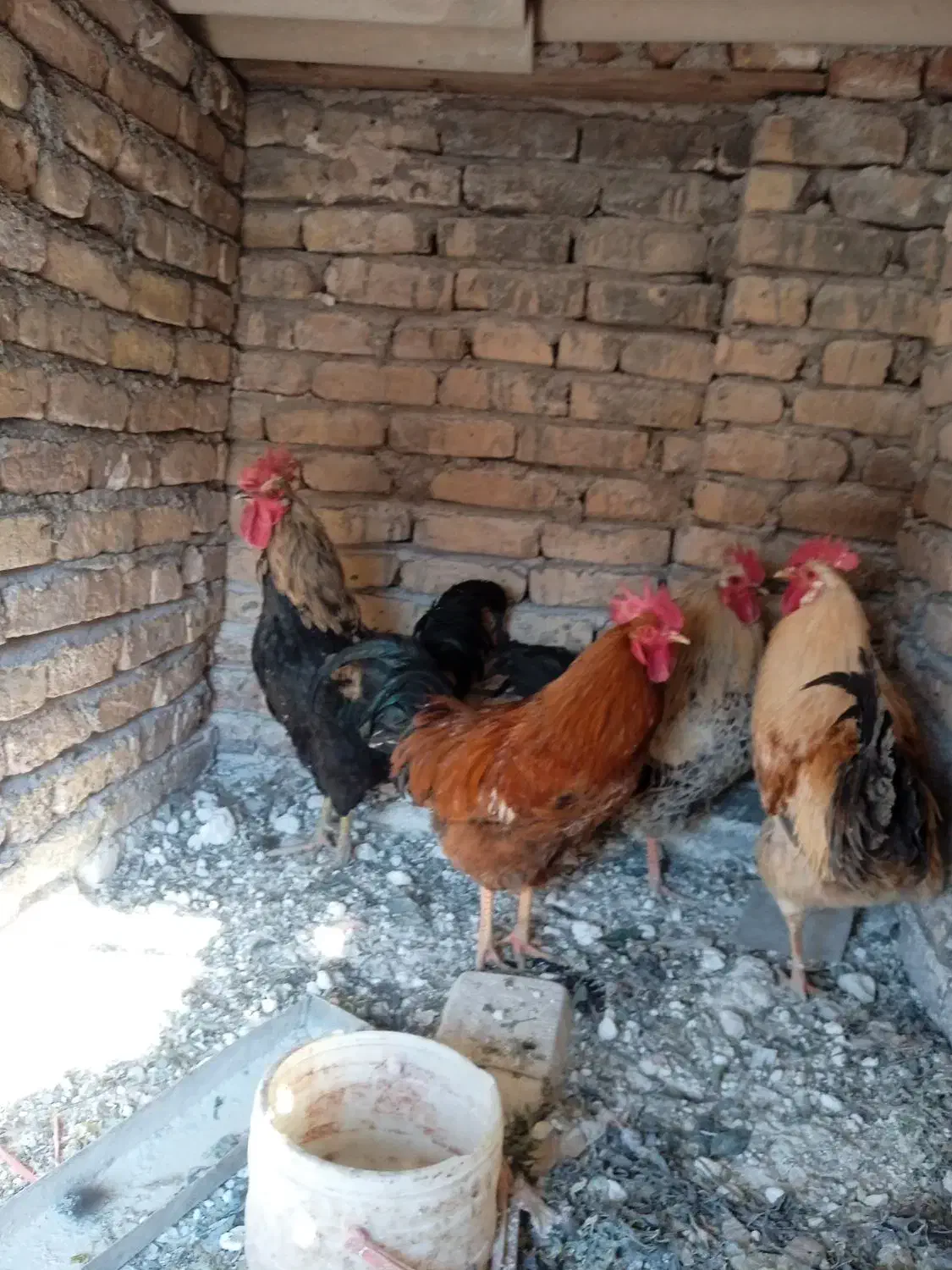 خروس|حیوانات مزرعه|ایوانکی, |دیوار