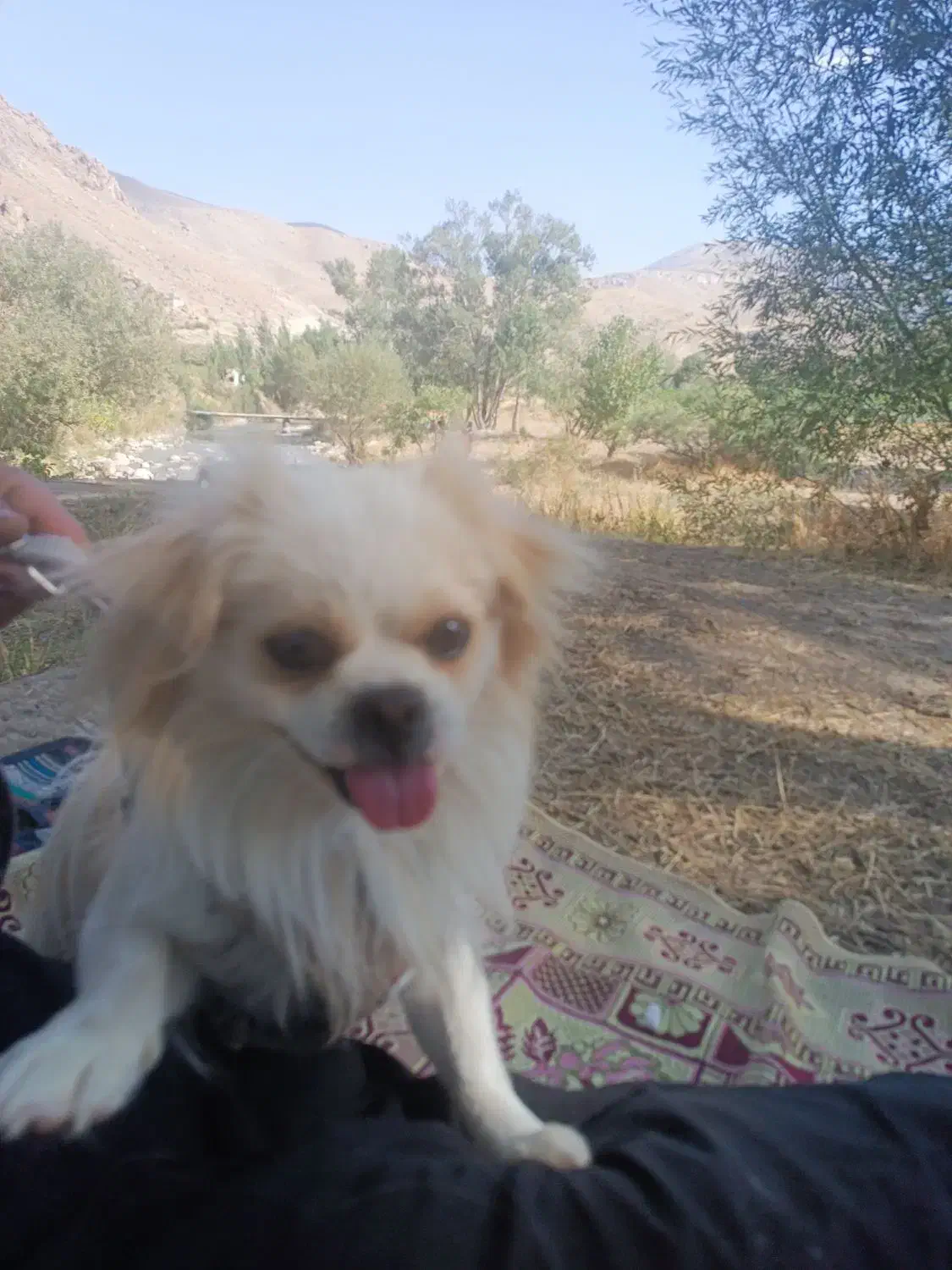 هرکس کسی می خواد زنگ بزنه 10تومن|سگ|ماکو, |دیوار