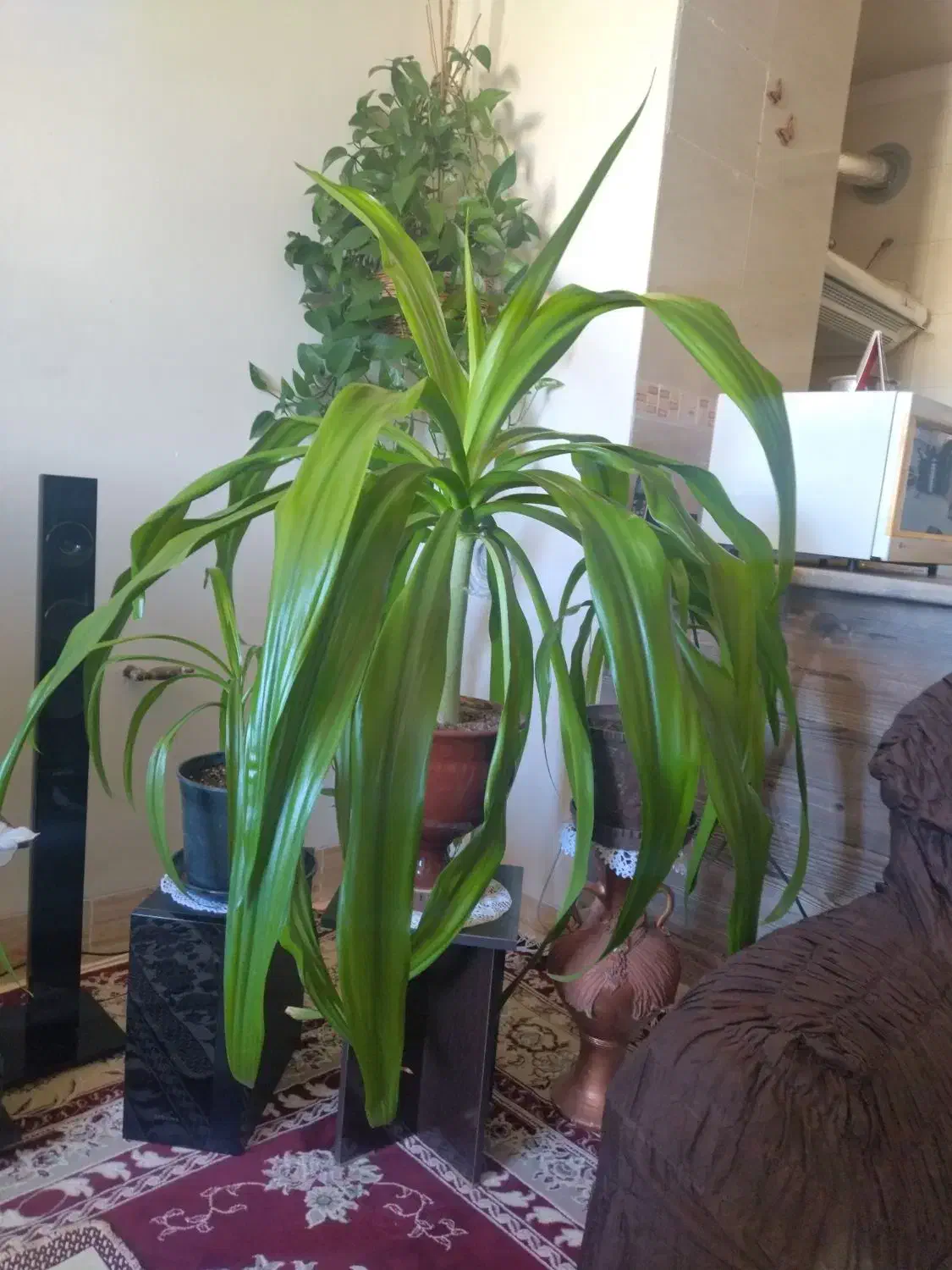 گل ذرتی|گل و گیاه طبیعی|صدرا-فارس, فاز ۱|دیوار