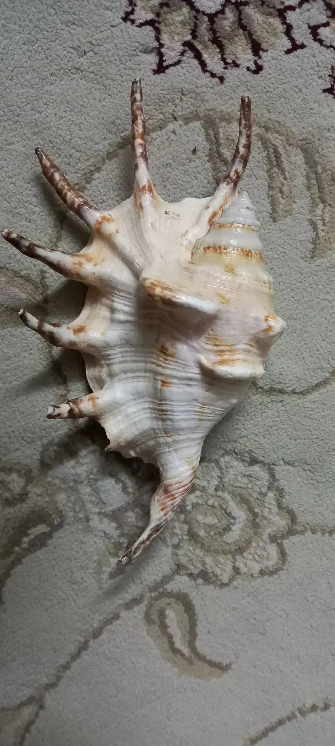 صدفهای خاص|ماهی|اصفهان, جلفا|دیوار