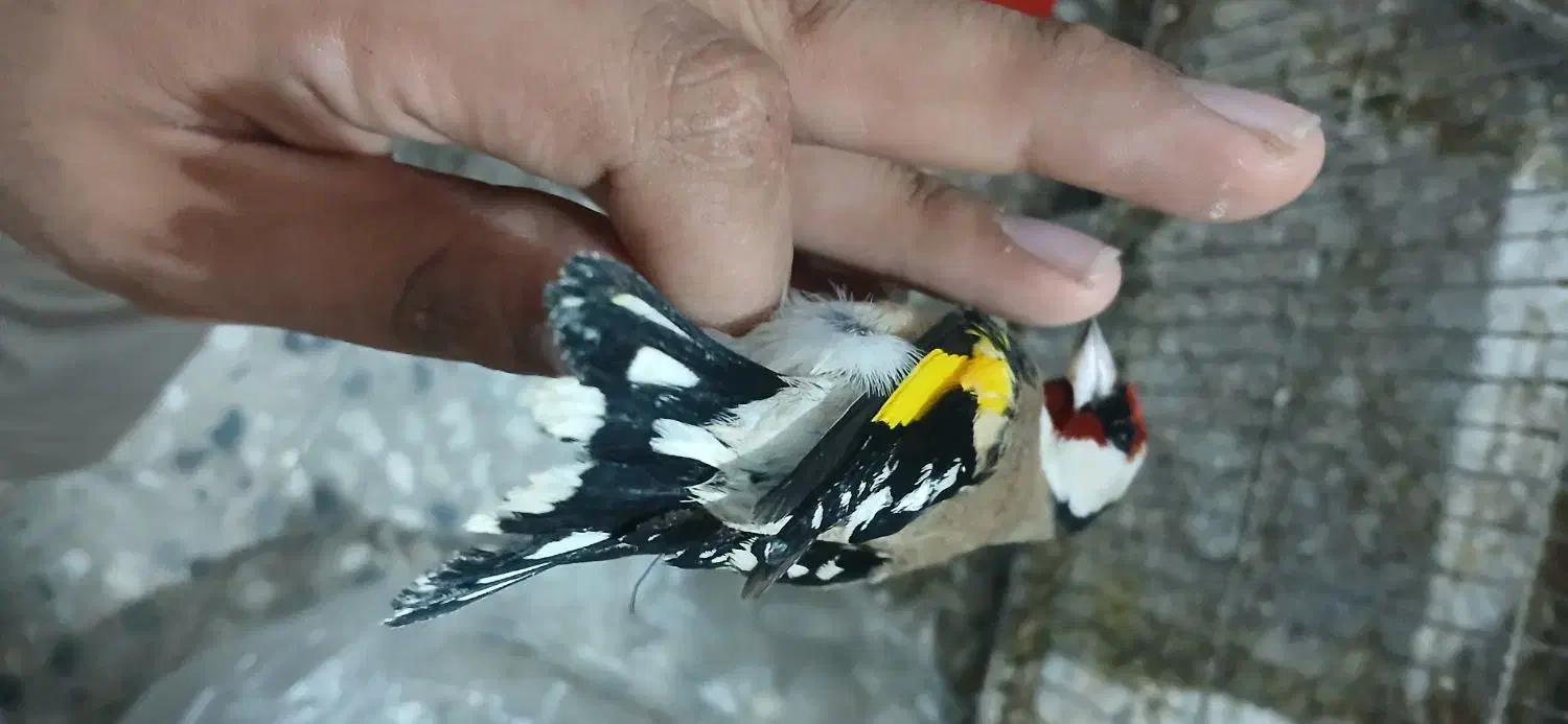 تعدادی سهره|پرنده|دزفول, |دیوار