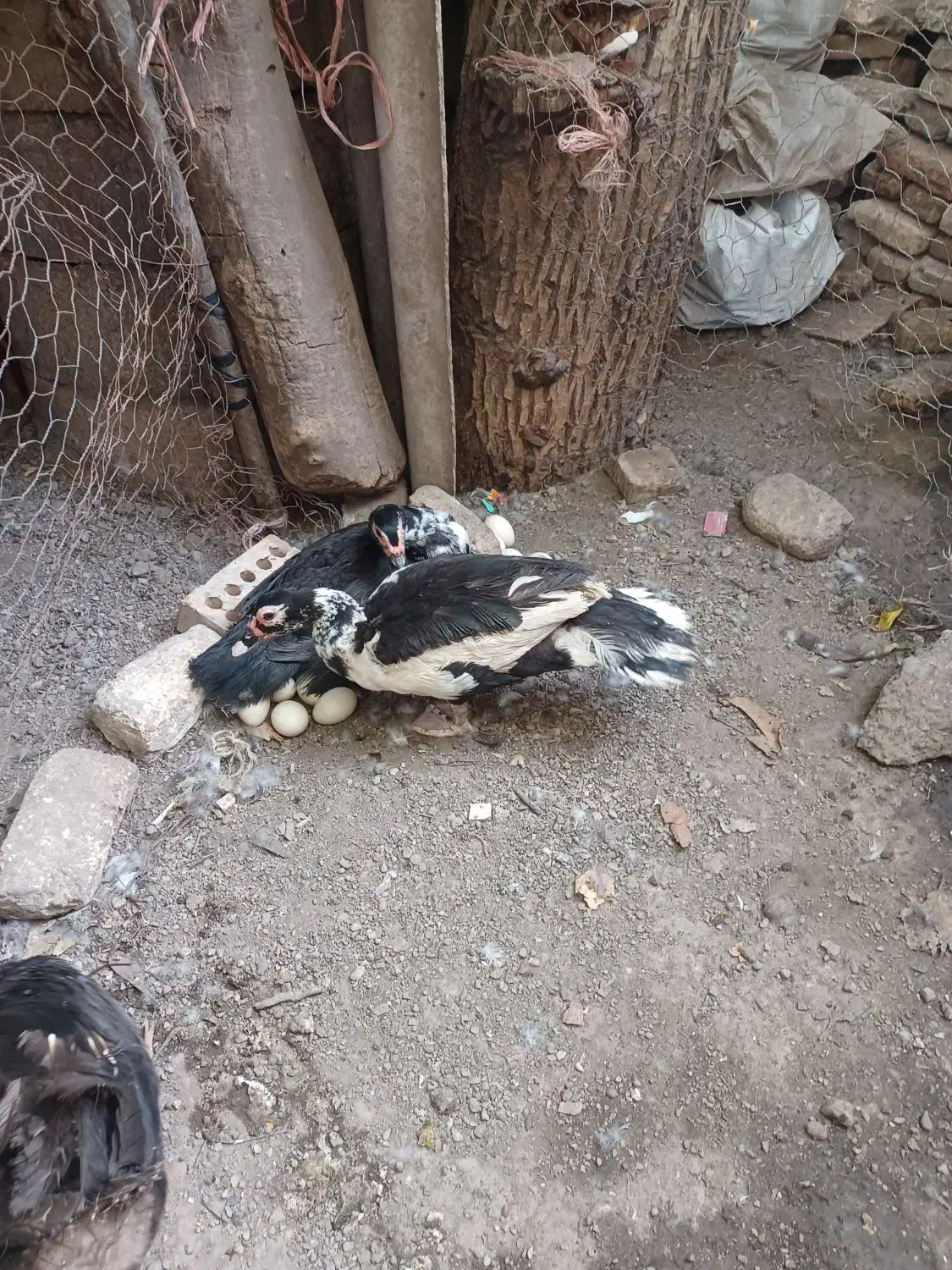 اردک اراعیلی|حیوانات مزرعه|رامیان, |دیوار