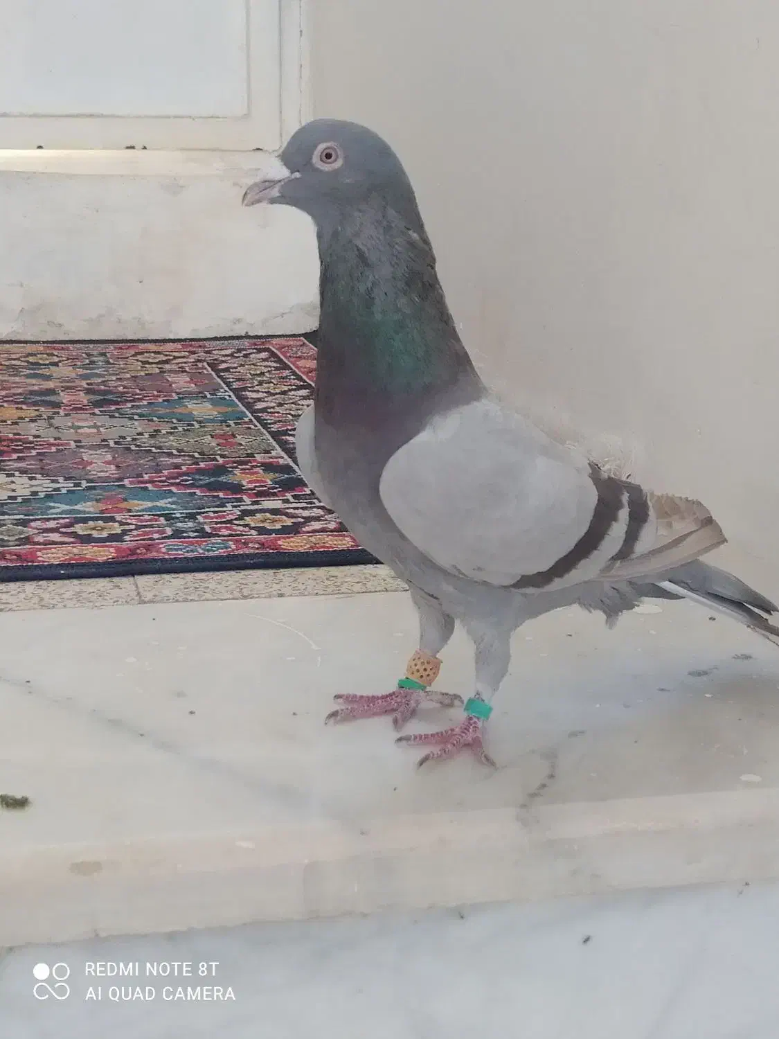 کبوتر مشکی دورگ|پرنده|اسفراین, |دیوار