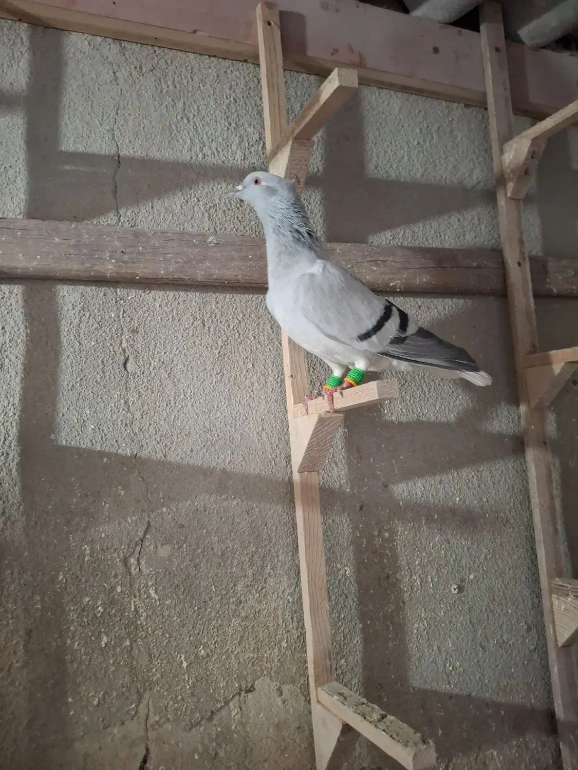 کبوتر|پرنده|محمدیه-قزوین, |دیوار