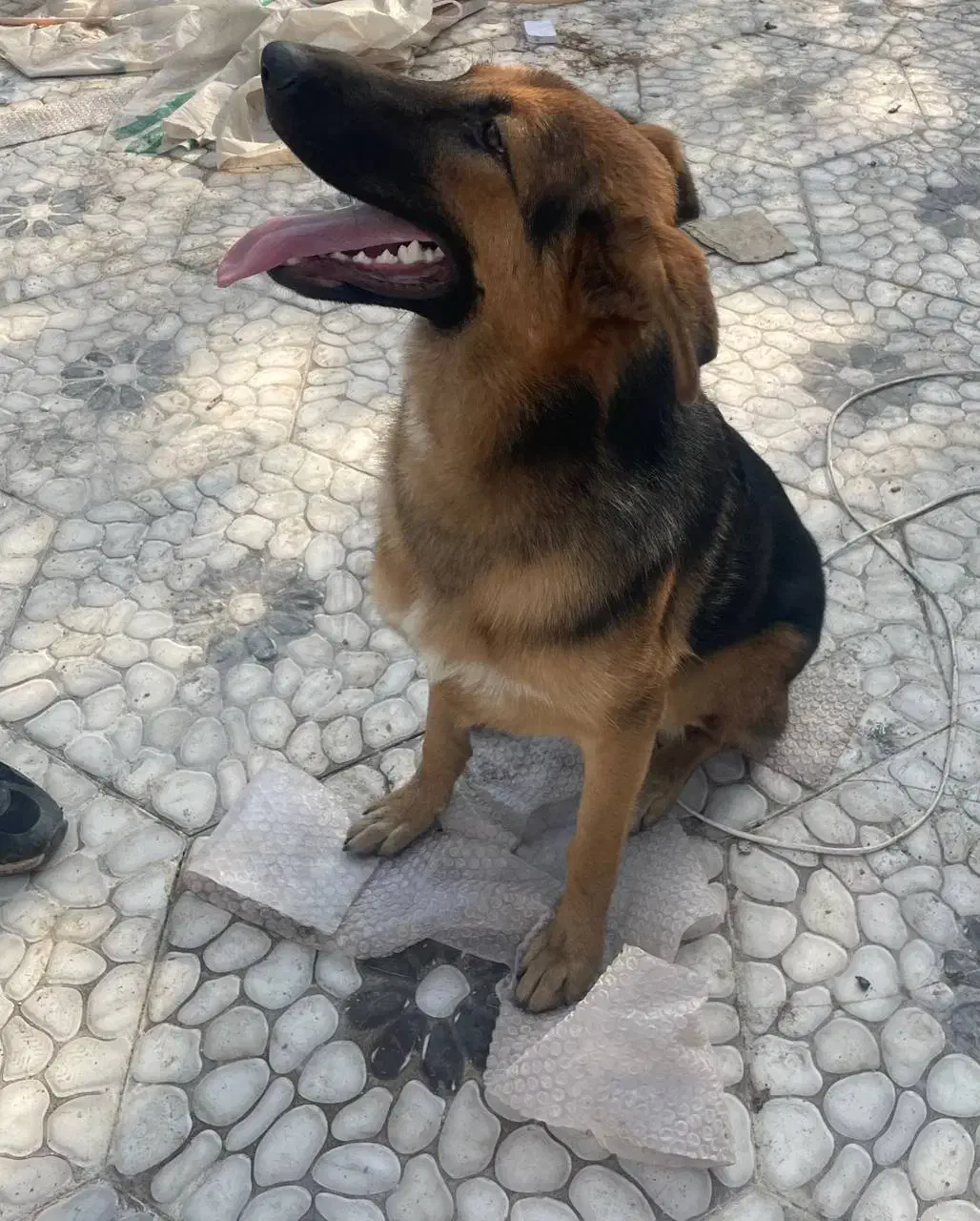 سگ ژرمن ماده ۸ ماهه شناسنامه دار|سگ|لاهیجان, لیالستان|دیوار