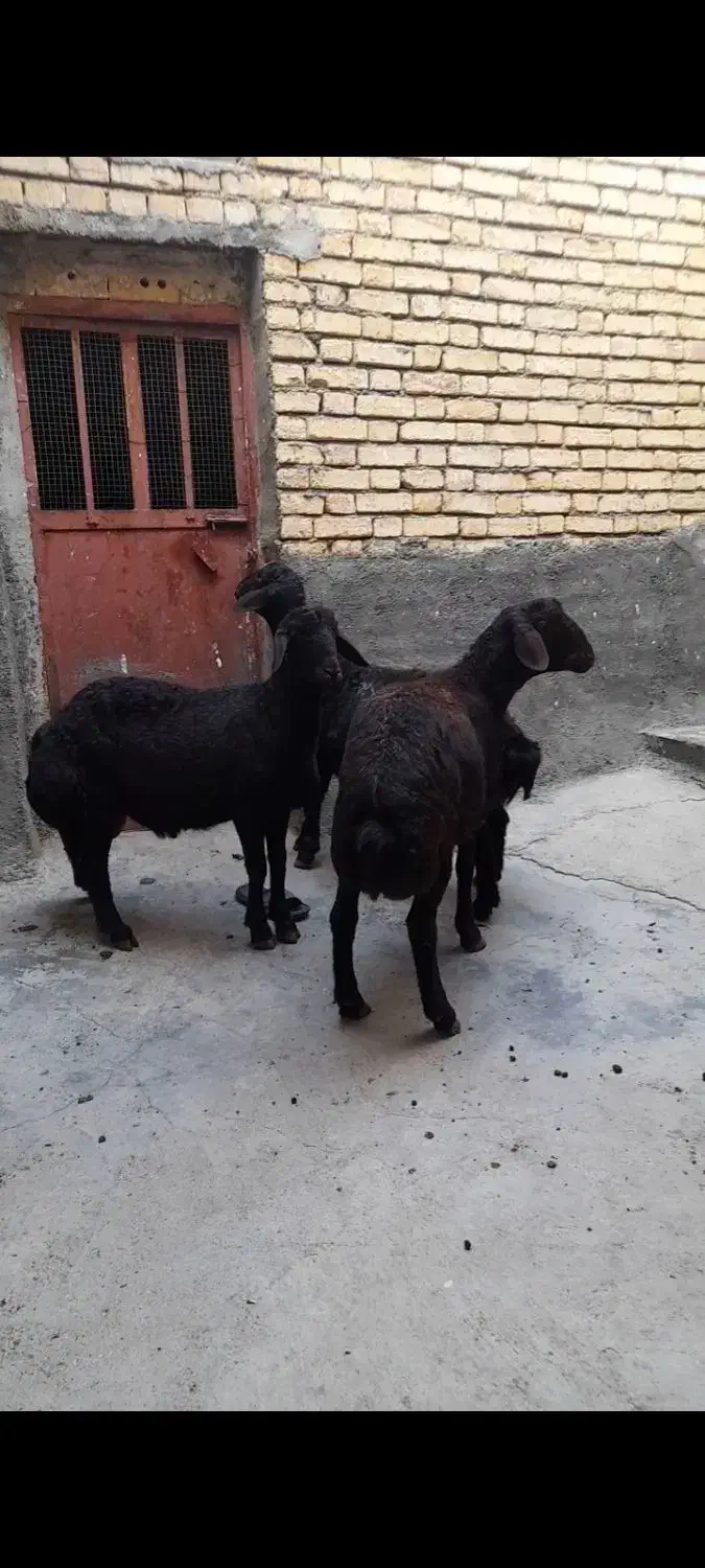 بره نر قزل لخت|حیوانات مزرعه|سارال, |دیوار