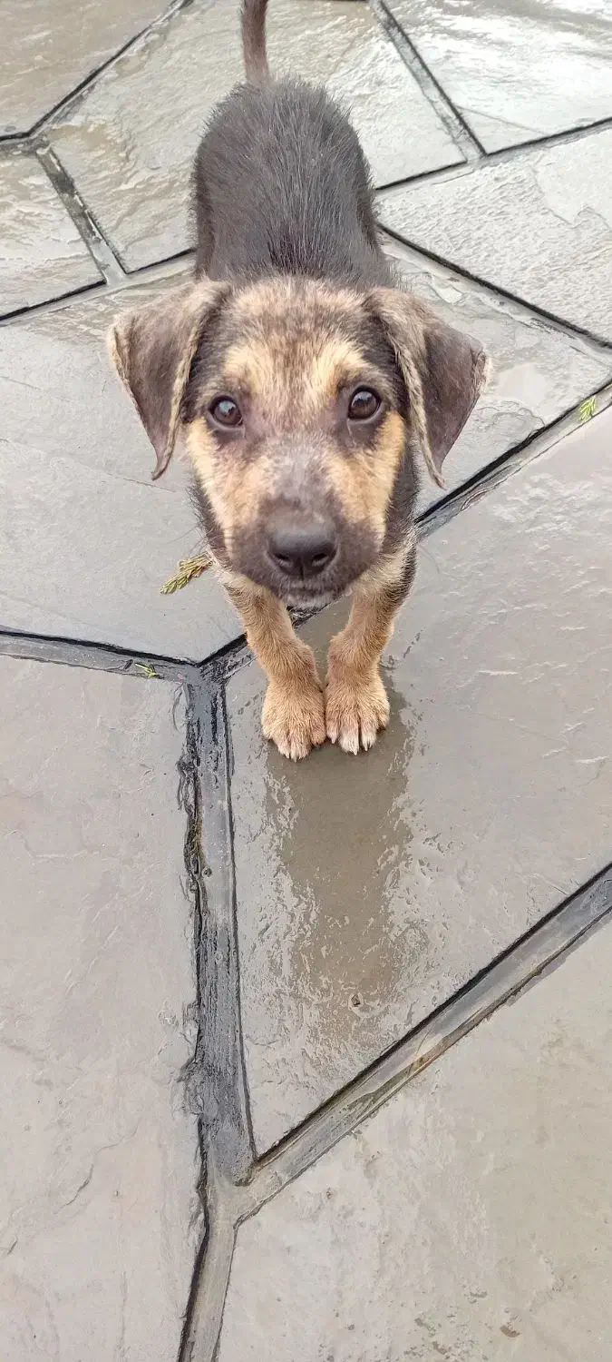 واگذاری سگ ماده|سگ|نوشهر, |دیوار