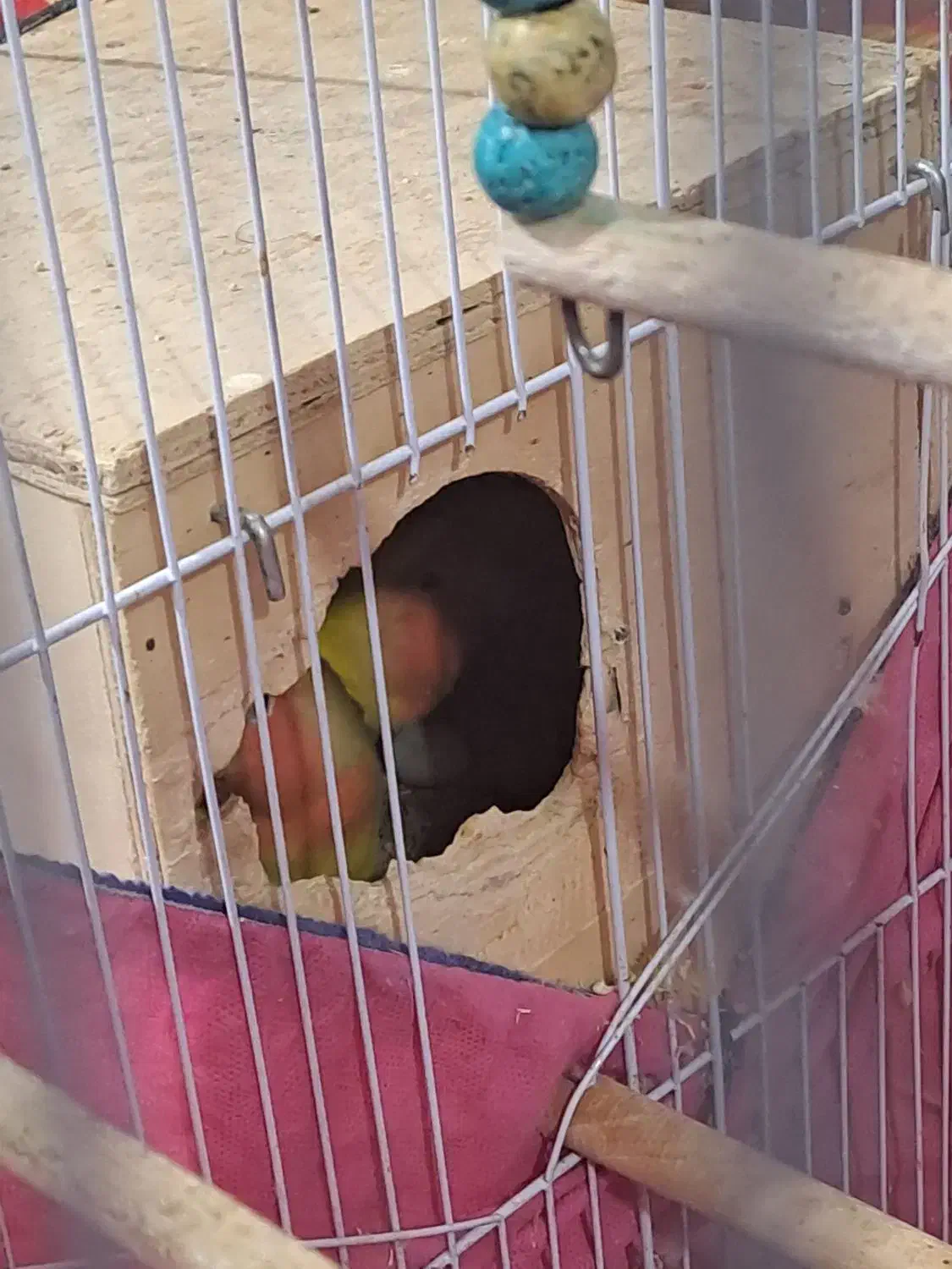 طوطی برزیلی|پرنده|برازجان, |دیوار