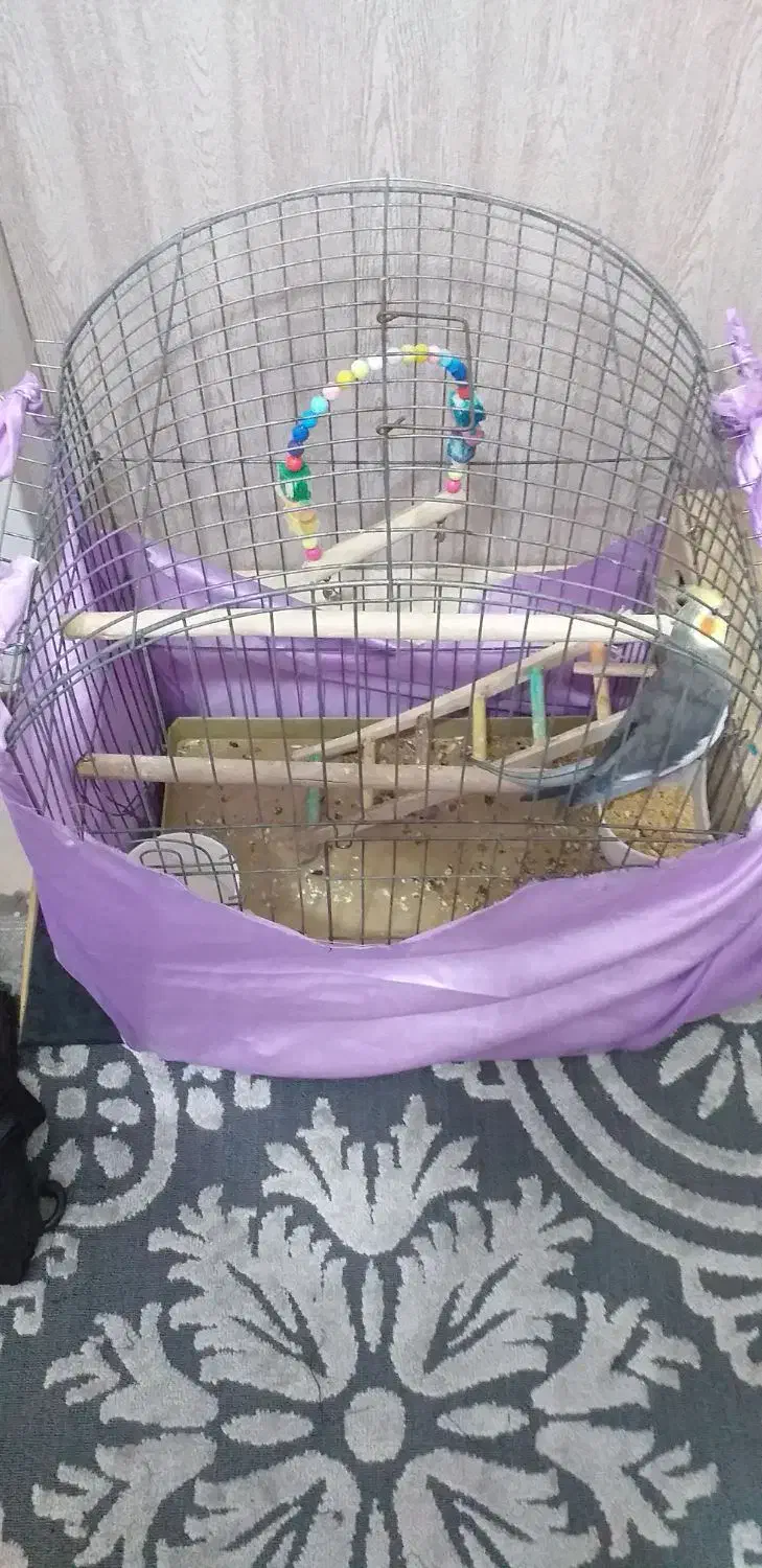 عروس هلندی|پرنده|گلستان (تهران), |دیوار