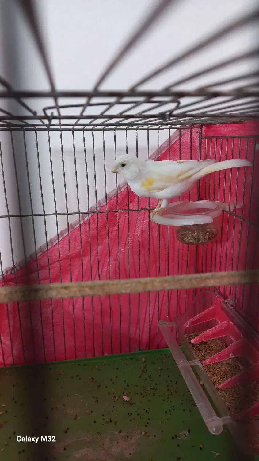 قناری نرو ماده|پرنده|تهران, علم و صنعت|دیوار