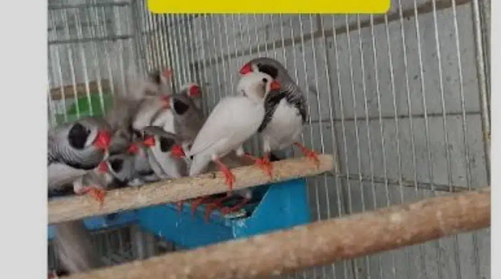 فنچ لپی مولد ۷ عدد بالغ بزرگ|پرنده|سیرجان, |دیوار