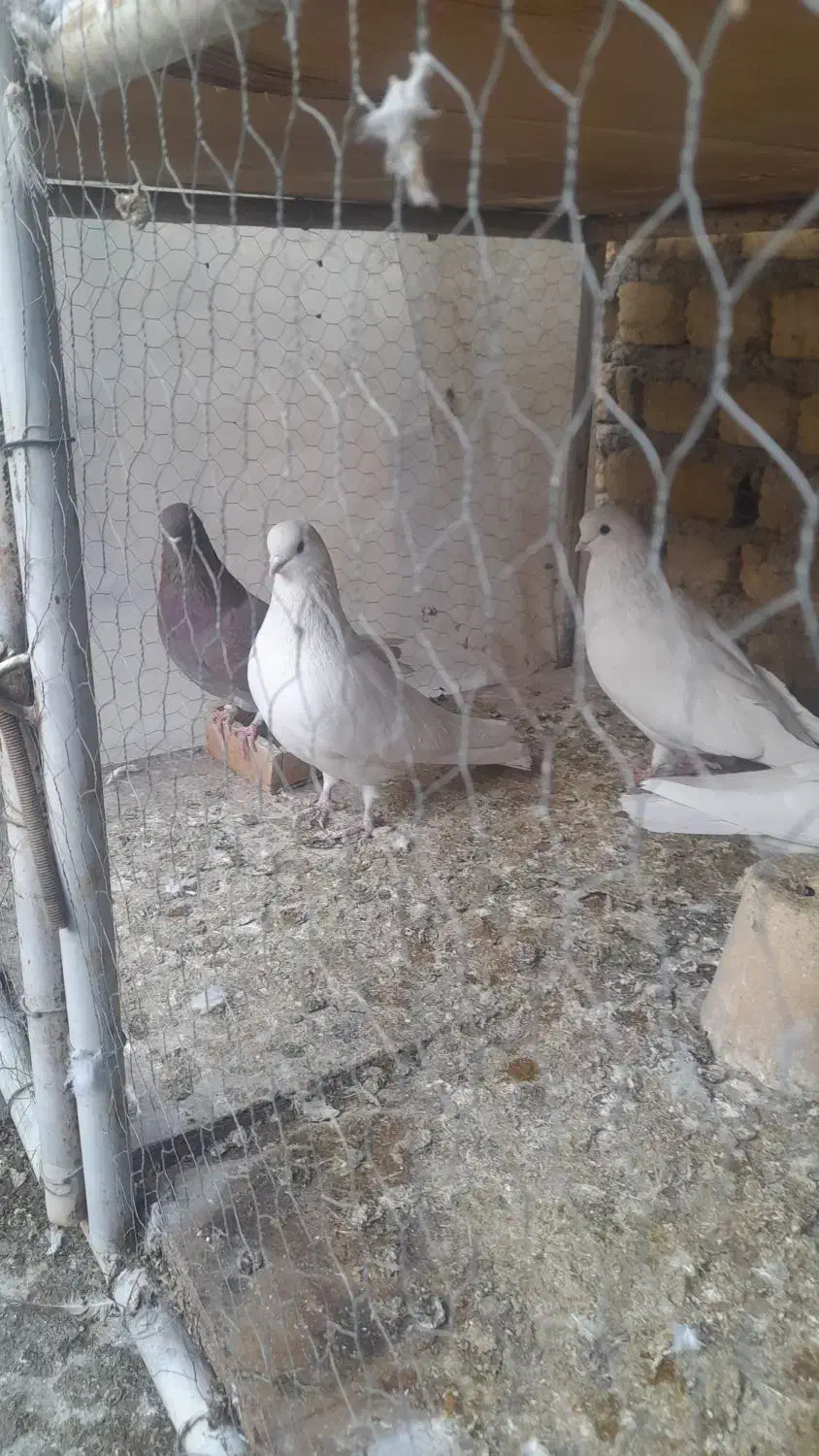 سفیدنوک ریزکشیده دمگیرذات بته دار|پرنده|اصفهان, کشاورزی|دیوار