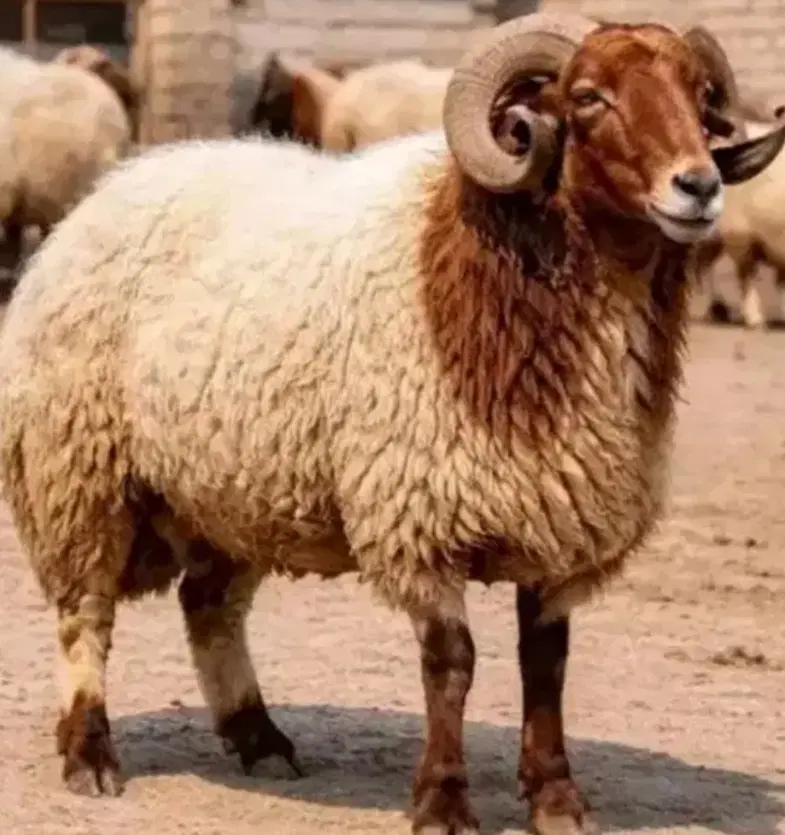 تک گوسفند ماده میش قوچ گوساله|حیوانات مزرعه|تهران, جیحون|دیوار