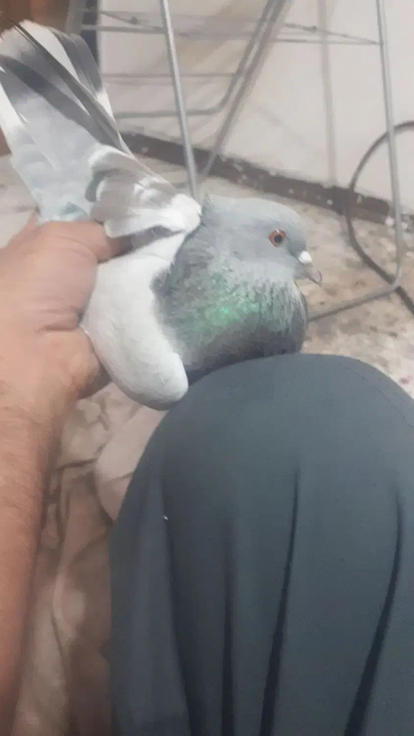 کفتر|پرنده|فردیس, شهرک ارم|دیوار