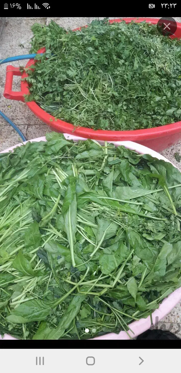 انواع سبزی خورشتی|خوردنی و آشامیدنی|اهواز, سیاحی(سه راه خرمشهر)|دیوار