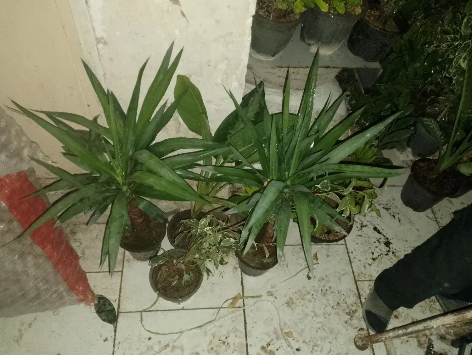 گل گیاه|گل و گیاه طبیعی|رودهن, |دیوار