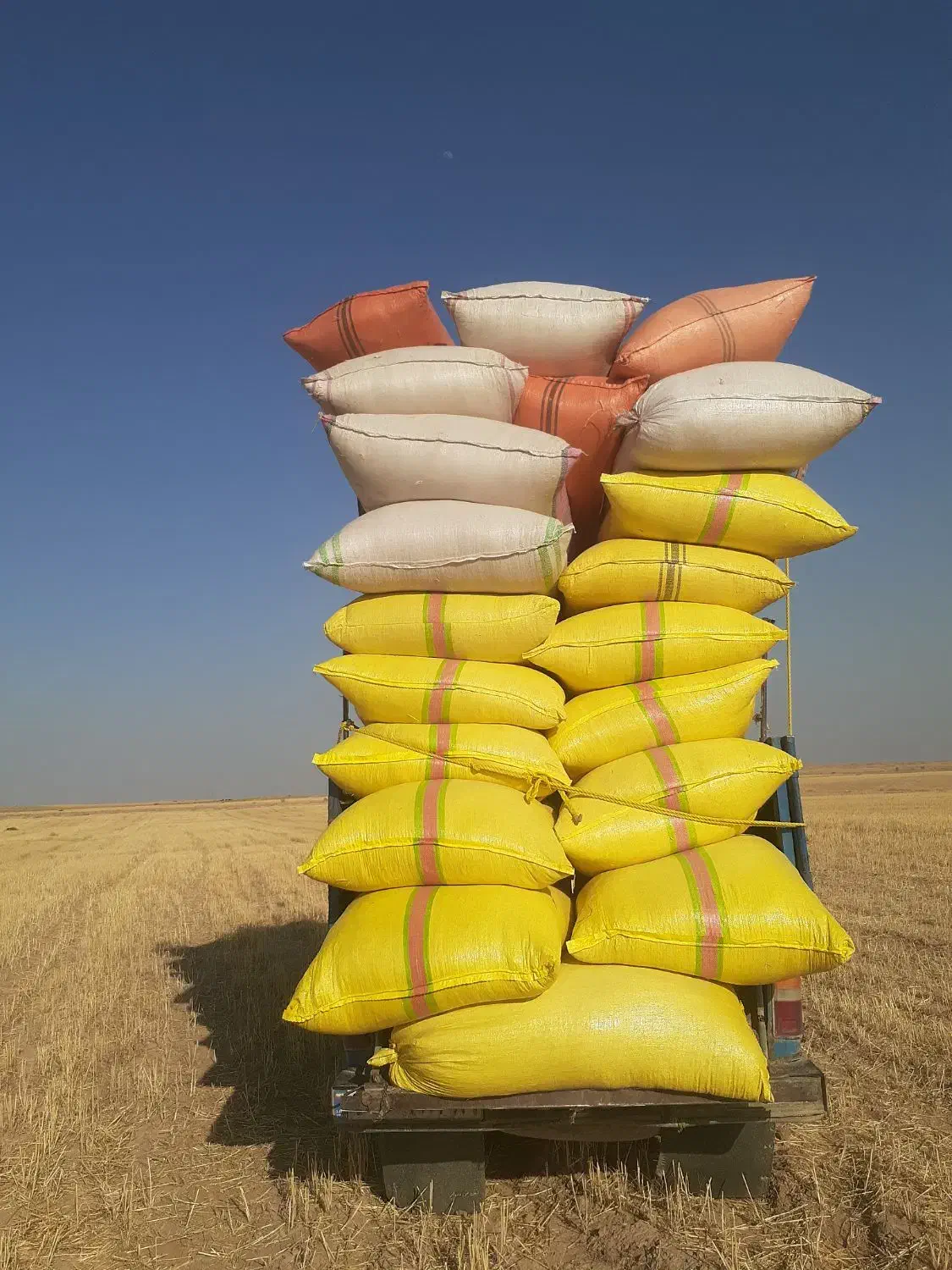 خریدوفروش.کاه دیم کاه  کمباینی ریزونرم امسال|لوازم جانبی حیوانات|شوشتر, |دیوار