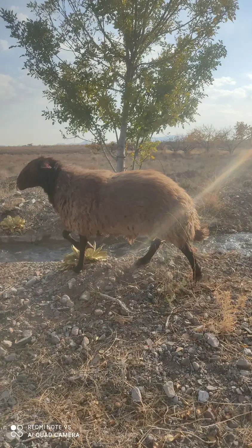 قوچ همو با میش هترو|حیوانات مزرعه|بسطام, |دیوار