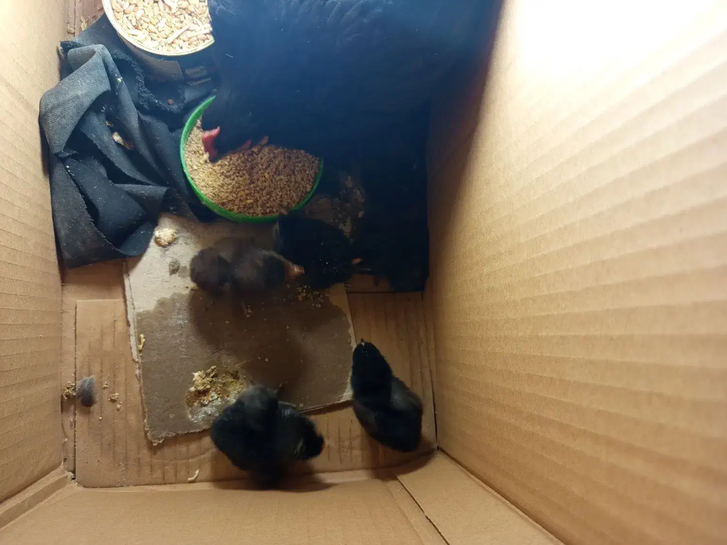 مرغ مینیاتوری با۵عددجوجه|حیوانات مزرعه|اسفرورین, |دیوار