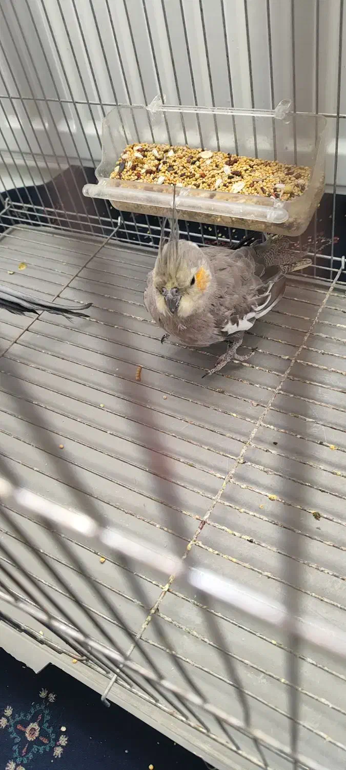 عروس هلندی و مرغ عشق|پرنده|کرمان, |دیوار